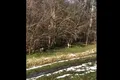 Imagini inedite cu cerbi lopătari, surprinse la marginea unei păduri din Parcul Natural Lunca Mureșului