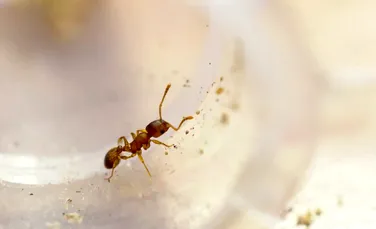 Un parazit triplează viața furnicilor. Este de bine sau de rău?