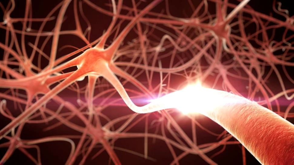 Reuşită de excepţie a savanţilor: au transformat celulele pielii direct în neuroni