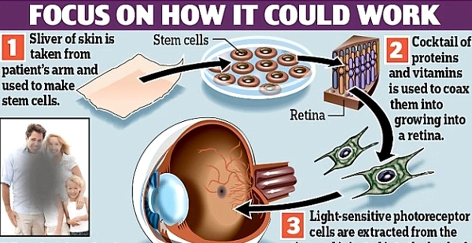 Retina creată din celule stem, primul pas spre ochiul creat în laborator