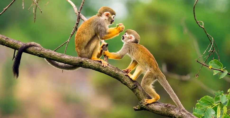 Maimuţele pot articula sunete, dar nu pot fi înţelese. Care este problema?