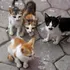Ce amendă a primit o femeie după ce a abandonat mai mulți pui de pisică?