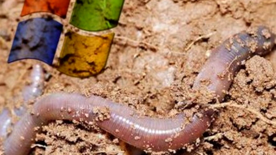 “Viermele” Conficker lanseaza un atac subtil asupra computerelor