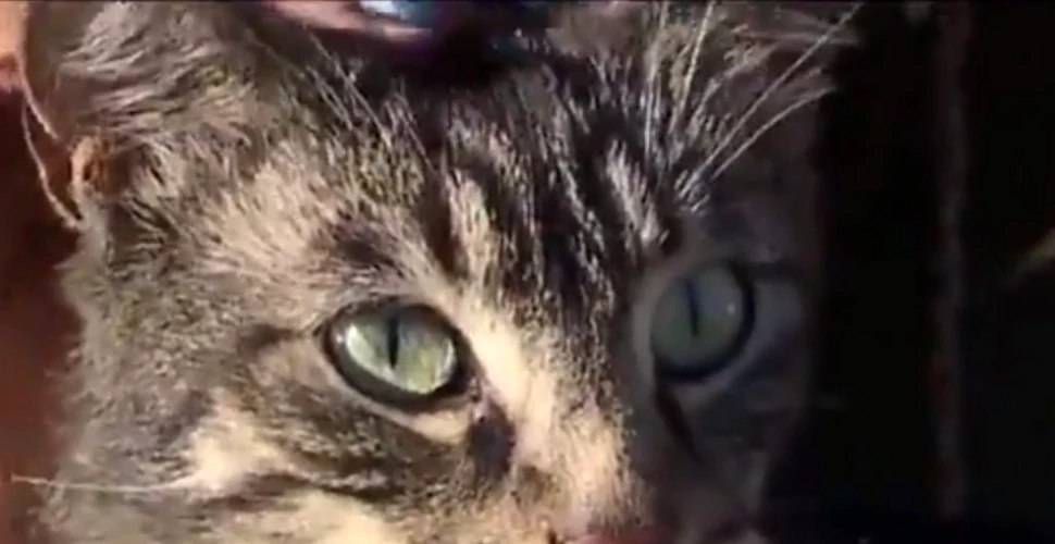 O femeie din Japonia a murit din cauza muşcăturii unei pisici de pe stradă. Ce virus purta felina