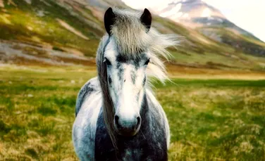 Nici nu ştiai că există cai aşa frumoşi. Un fotograf a surprins o specie spectaculoasă de cai islandezi fix în elementul lor. FOTO