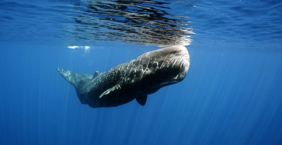 O specie străveche de balenă, redenumită după o creatură legendară din romanul „Moby Dick”