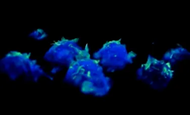 O nouă structură a celulelor sistemului imunitar a putut fi observată în timp real