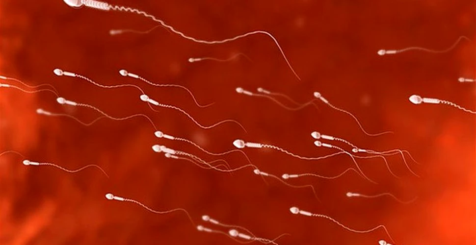 Fertilitatea bărbaţilor:  Slăbitul şi medicamentele pentru cancer îmbunătăţesc calitatea spermei