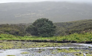 Cel mai singuratic arbore din lume înregistrează deteriorarea naturii şi totodată decăderea omenirii