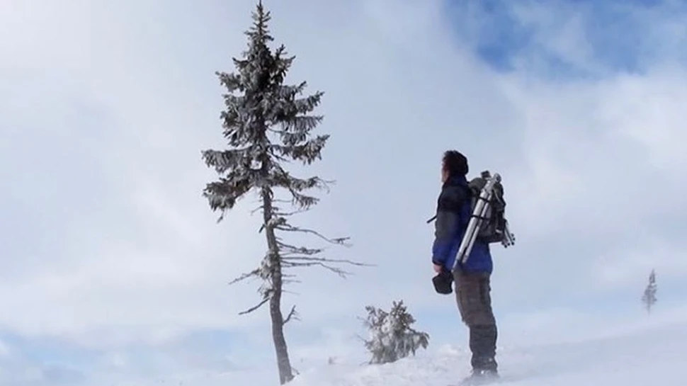 Cel mai bătrân copac din lume