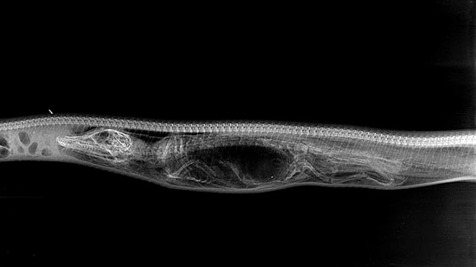 Galerie foto inedită realizată cu ajutorul unor radiografii: Cum reuşeşte un piton să devoreze un aligator