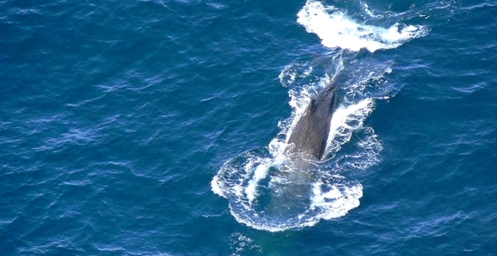 Deşeurile de plastic din oceane ucid balenele