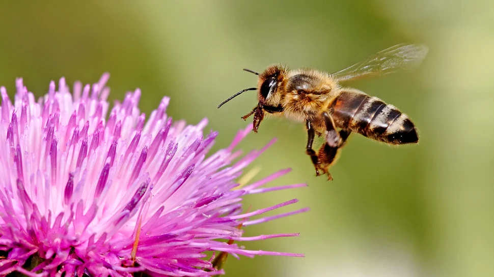 Rolul albinelor în polenizare este supraestimat. Ce alte insecte ajută în realitate la dezvoltarea plantelor şi florilor