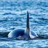 Un nou studiu schimbă tot ce știam despre disparițiile misterioase ale marilor rechini albi