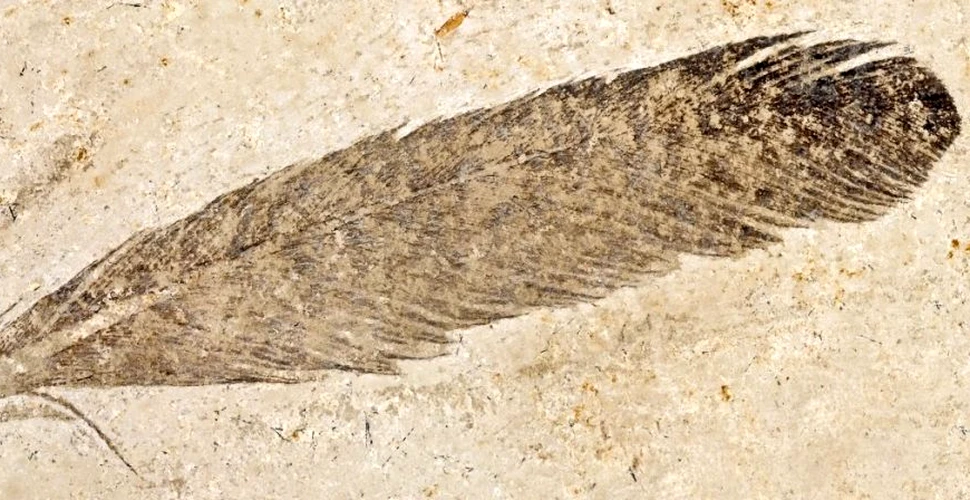 Cercetătorii au rezolvat, în sfârșit, misterul celei mai vechi pene fosilizate descoperite vreodată