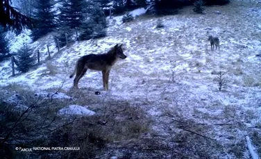 Imagini excepționale cu lupi, într-o pădure din Piatra Craiului. Ce analizează specialiștii