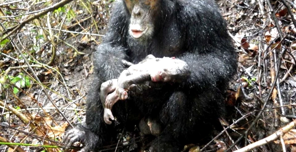 Motivul înspăimântător pentru care femelele de cimpanzei se ascund atunci când nasc