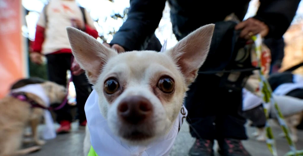 Sute de câini și stăpânii lor au mărșăluit pe străzile din Madrid