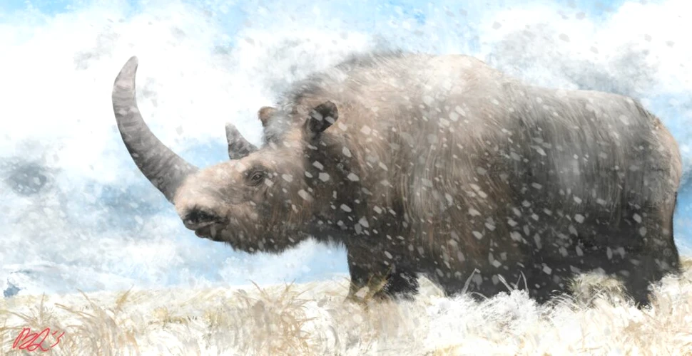 Au fost reconstruite genele rinocerului lânos din Europa