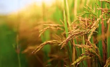 Cultivarea orezului, înregistrată într-un sit neolitic vechi de 8.000 de ani. Ce au dezvăluit boabele carbonizate?
