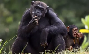 Oamenii au influenţat vânătoarea şi agresivitatea la cimpanzei