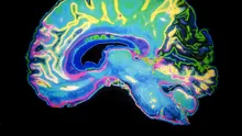 Cele mai populare mituri despre creierul uman