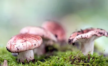 Savanţii au descoperit motivul pentru care ciupercile halucinogene au devenit atât de ”magice”
