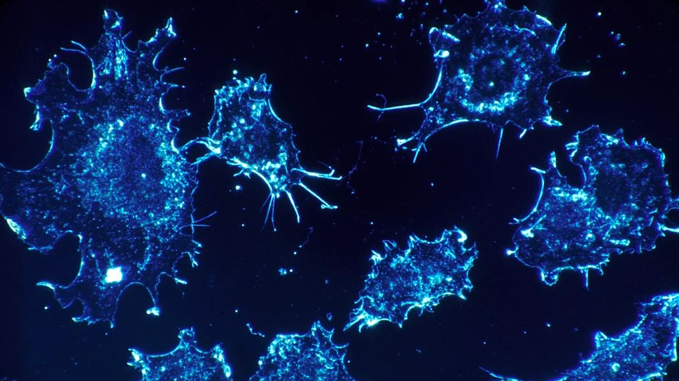 O abordare diferită: de ce nu facem cancer mai des?