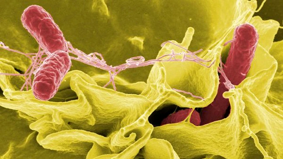 O tulpină de Salmonella rezistentă la cele mai puternice antibiotice, descoperită în Marea Britanie, Franţa şi Danemarca