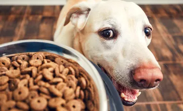 Cât de des ar trebui să-ți hrănești câinele? Iată ce spun specialiștii