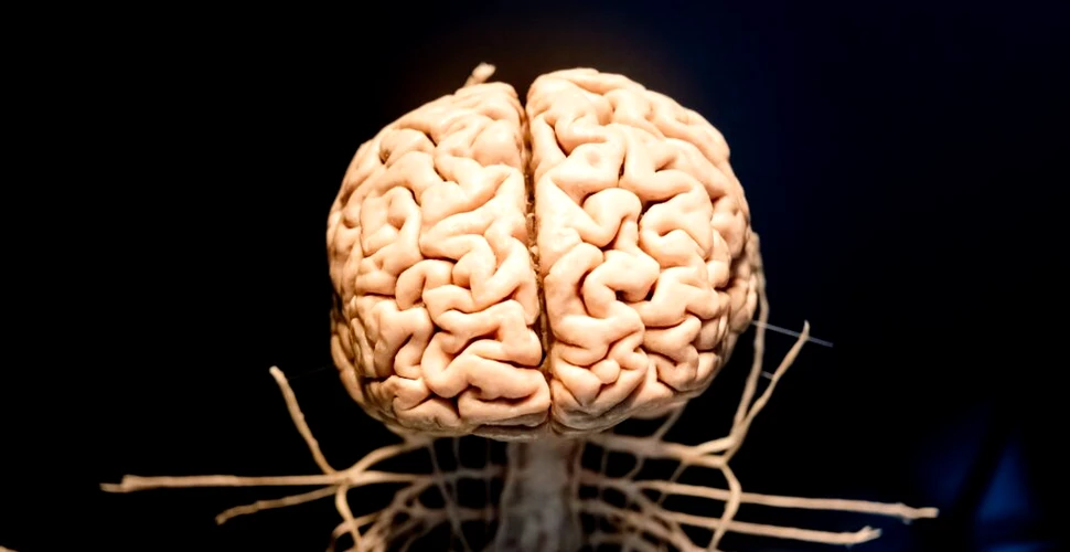 Legătura dintre corp și minte, descoperită în creierul uman