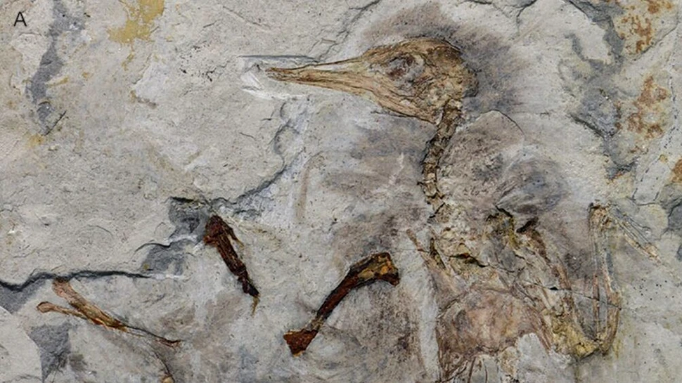 Fosilele dezvăluie modul tragic în care a murit o pasăre acum 120 de milioane de ani