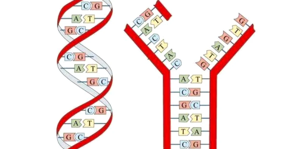 Calculatorul din molecule de ADN poate rezolva probleme de matematică