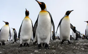 Cea mai mare specie de pinguin din lume a intrat oficial pe lista speciilor pe cale de dispariție