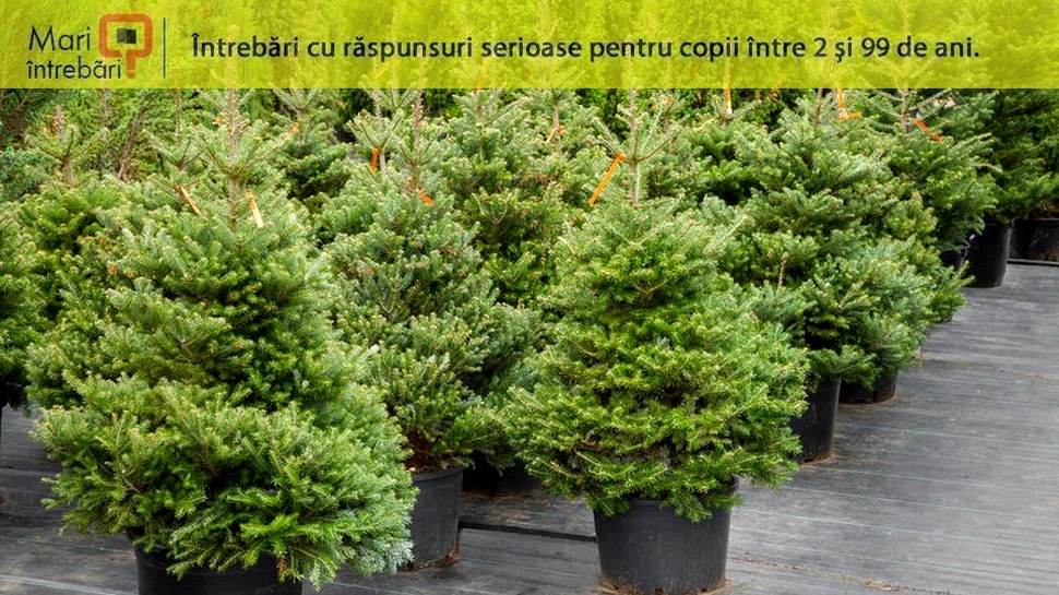 Cum poţi menţine ramurile unui brad verzi pentru o perioadă mai lungă?