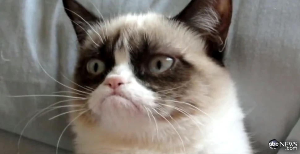 Celebra pisică Grumpy Cat i-a adus stăpânei o avere de 100 de milioane de dolari