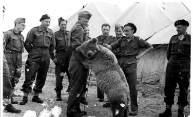 Ursul Wojtek, aliatul soldaților polonezi în cel de-al Doilea Război Mondial. Bea bere și fuma