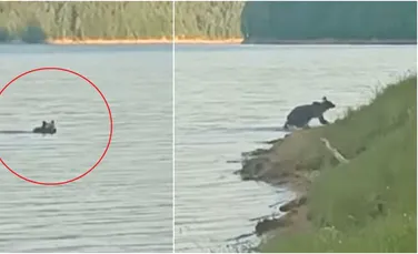 Un urs a fost surprins în timp ce traversa lacul Vidraru. Imagini inedite de la Romsilva