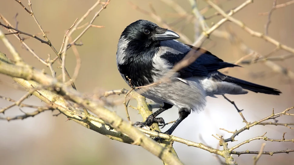 Rata actuală de dispariție a speciilor, fără precedent în istoria omenirii