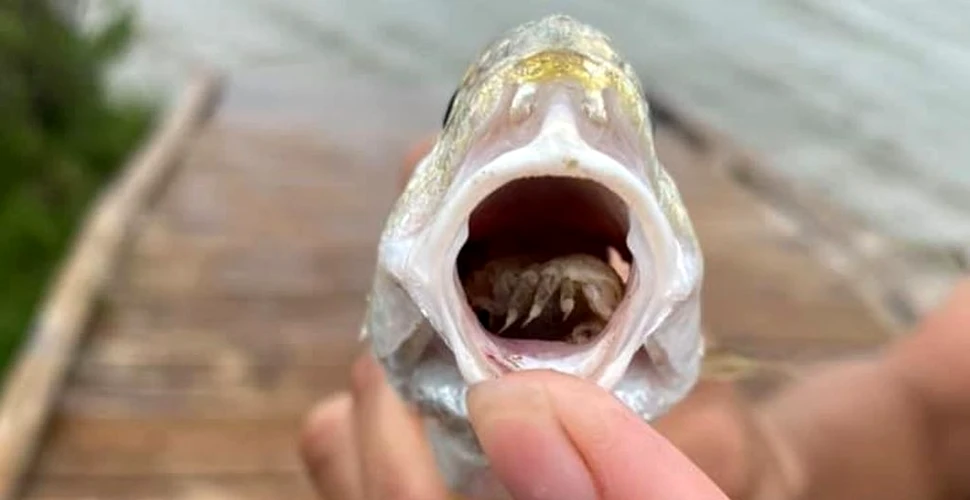 Un pește cu un parazit în loc de limbă, găsit într-un parc dintr-un stat american