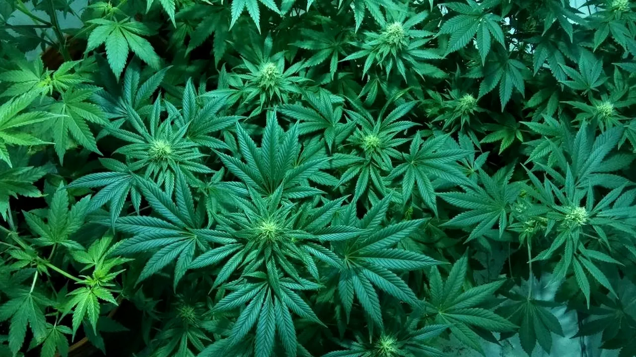 1-marijuana-canabidiol-pixabay-descopera 