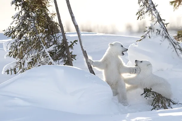 Urşii polari încep să iasă din peşteri împreună cu puii lor de patru luni