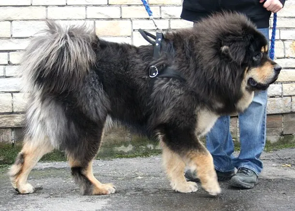 Mastif tibetan la un concurs de selecţie canină din Polonia