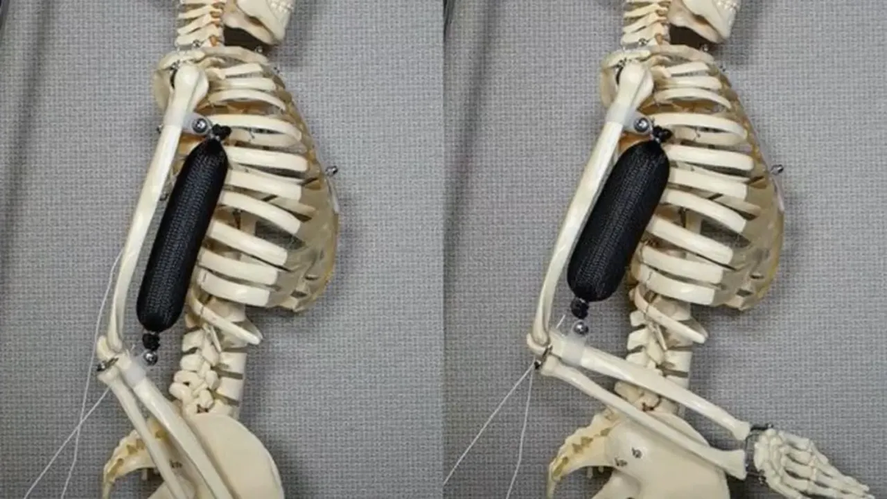 1-snapshotmusclerobot 