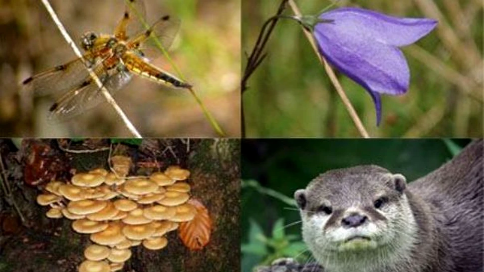 Biodiversitatea ne apara de infectii