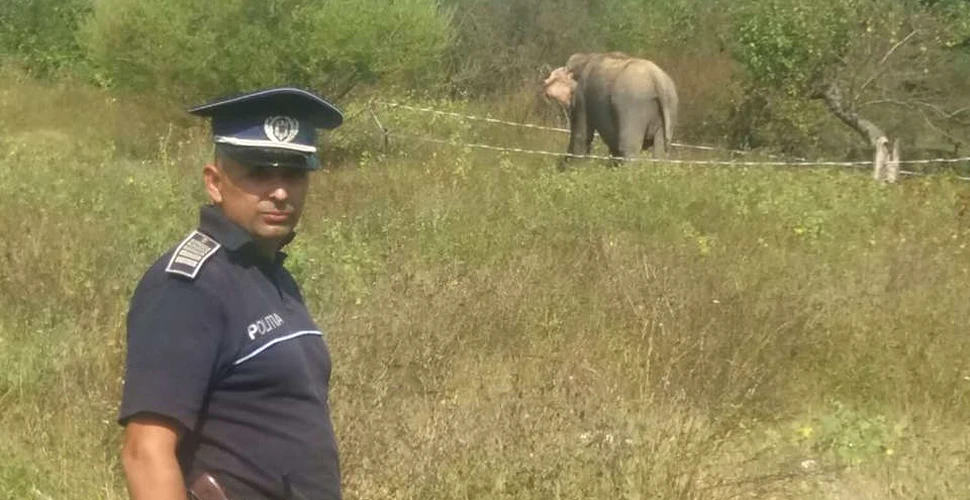 Elefant scăpat de la un circ, găsit de poliţişti şi readus în ţarc