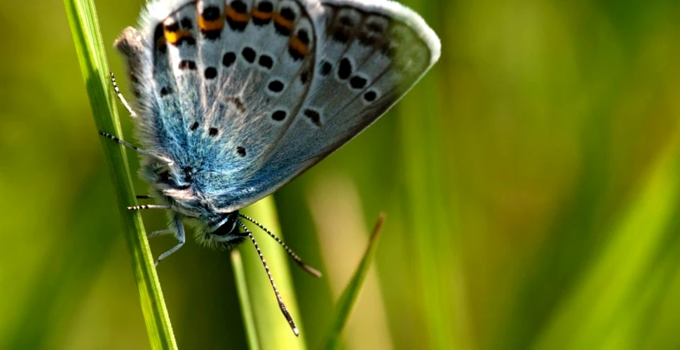 Descoperire îngrijorătoare care scoate la iveală cât de ameninţată este viaţa de pe planetă: insectele zburătoare dispar într-un ritm alert