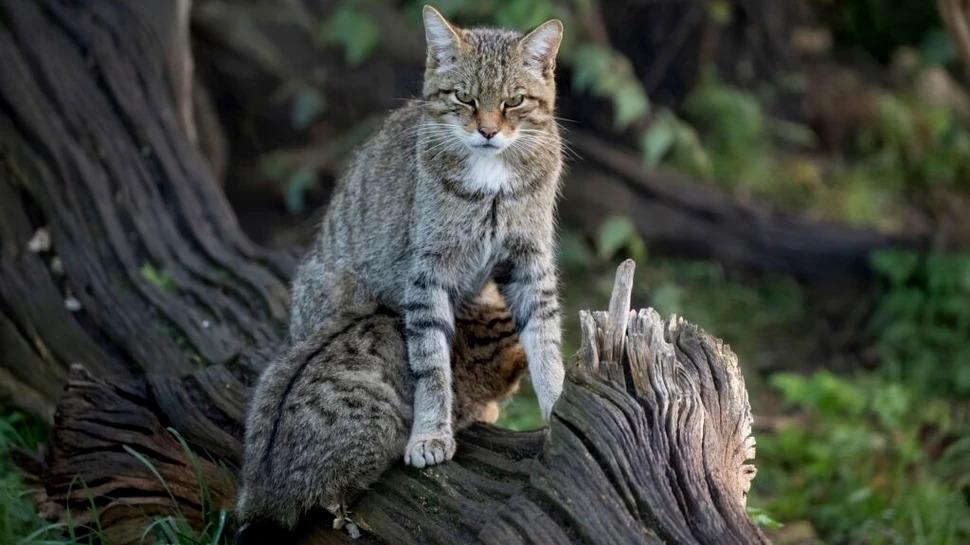 O specie dispărută de peste 100 de ani ar putea reveni în Anglia