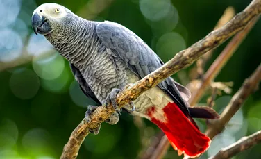 Un papagal vorbitor de engleză a dispărut timp de 4 ani, iar cand a fost găsit vorbea spaniolă