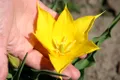 Una dintre cele mai rare flori din lume, văzută tot mai des la Cazanele Dunării